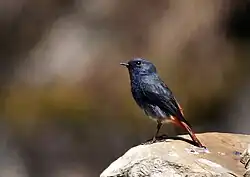 Waterroodstaart (Phoenicurus fuliginosus)