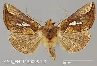 Plusia nichollae
