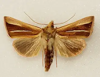 Plusia venusta