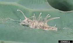 Rups geïnfecteerd door Beauveria bassiana