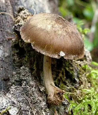 Donkere knolvoethertenzwam