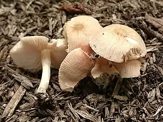 Bleke knolvoethertenzwam