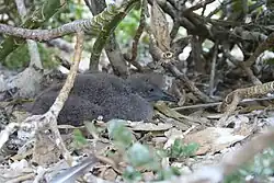 Onvolwassen vogel op nest