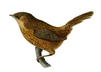 Gebandeerde sluiptimalia