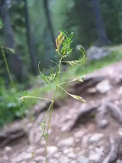 Poa alpina ssp. vivipara is een levendbarend gras