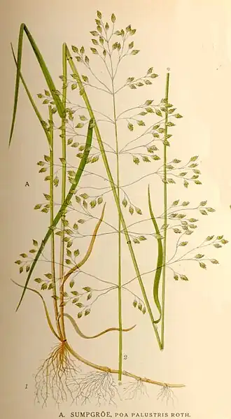 Moerasbeemdgras