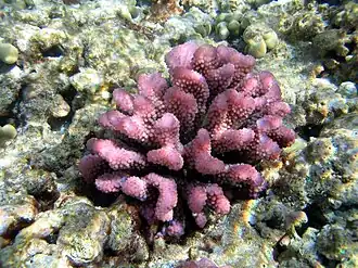 Pocillopora meandrina