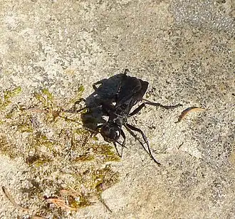 Gewone aardrupsendoder