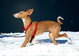 Podenco ibicenco