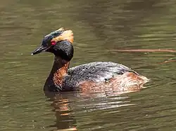 Kuifduiker (Podiceps auritus)
