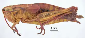 Podismopsis insularis