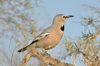 Turkestaanse steppegaai