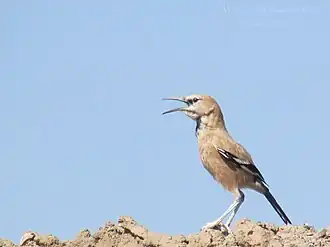 Perzische steppegaai