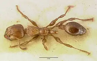 Podomyrma testacea