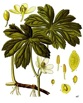 Podophyllaceae