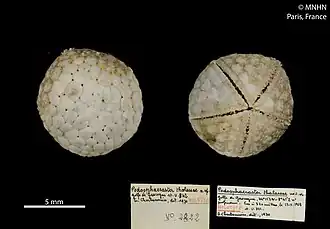 Podosphaeraster thalassae