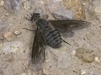 Poecilanthrax californicus