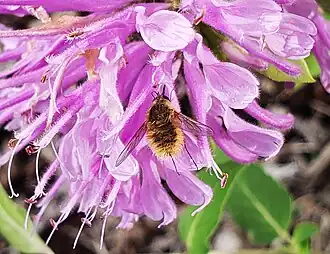 Poecilanthrax tegminipennis