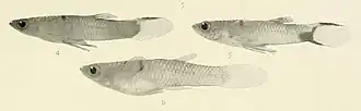 Micropoecilia