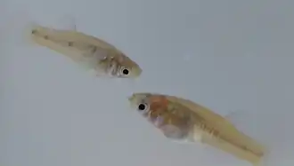 Poeciliopsis gracilis