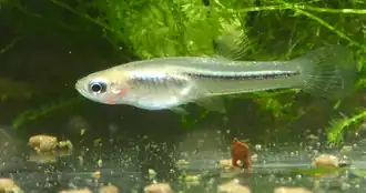 Poeciliopsis prolifica
