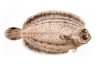 Poecilopsetta colorata