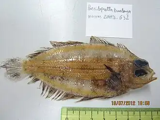 Poecilopsetta praelonga