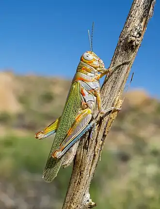 Poecilotettix sanguineus