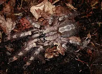 Poecilotheria pederseni