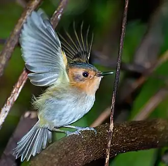 Bruinkeelschoffelsnavel