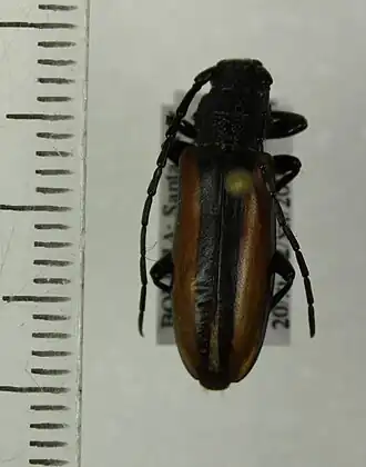 Poeciloxestia suturalis