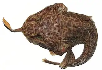 Pogonophryne macropogon