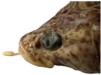 Pogonophryne marmorata