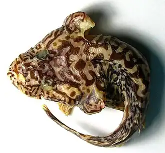 Pogonophryne ventrimaculata