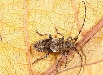 Behaarde borstelboktor