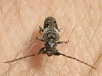 Zwartkruin-borstelboktor