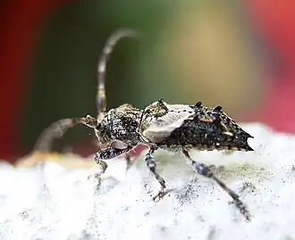 Gewone borstelboktor