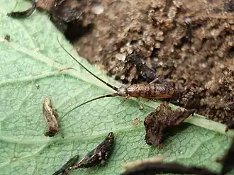 Pogonognathellus longicornis