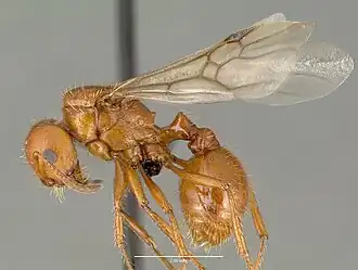 Pogonomyrmex anergismus