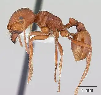Pogonomyrmex anzensis