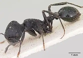 Pogonomyrmex atratus