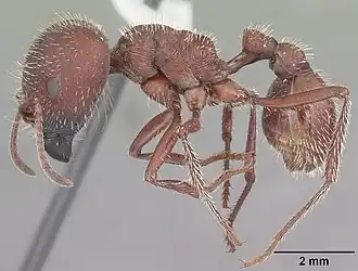 Pogonomyrmex badius