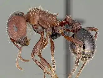 Pogonomyrmex bicolor