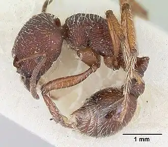 Pogonomyrmex bispinosus