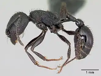 Pogonomyrmex brevibarbis
