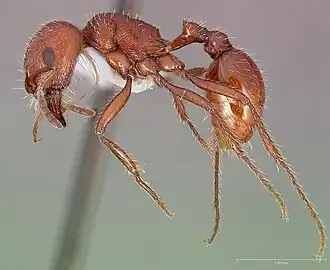 Pogonomyrmex brevispinosus
