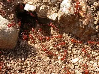 Pogonomyrmex californicus