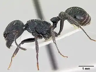 Pogonomyrmex carbonarius