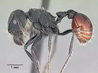 Pogonomyrmex catanlilensis