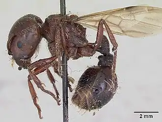 Pogonomyrmex coarctatus